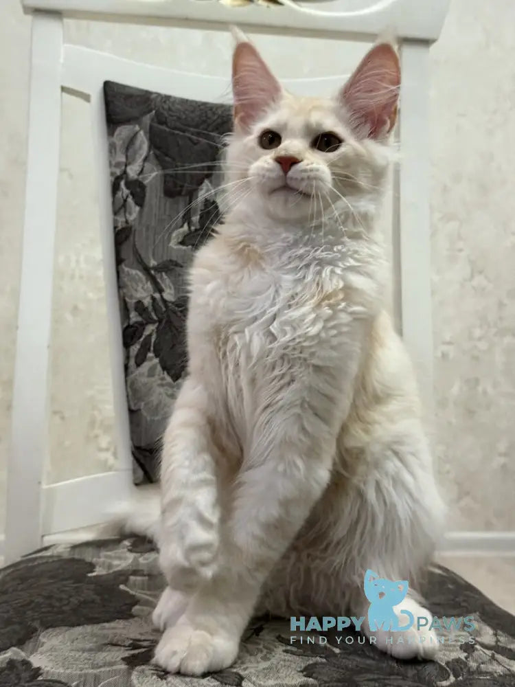 Ameron Maine Coon male red silver live animals
