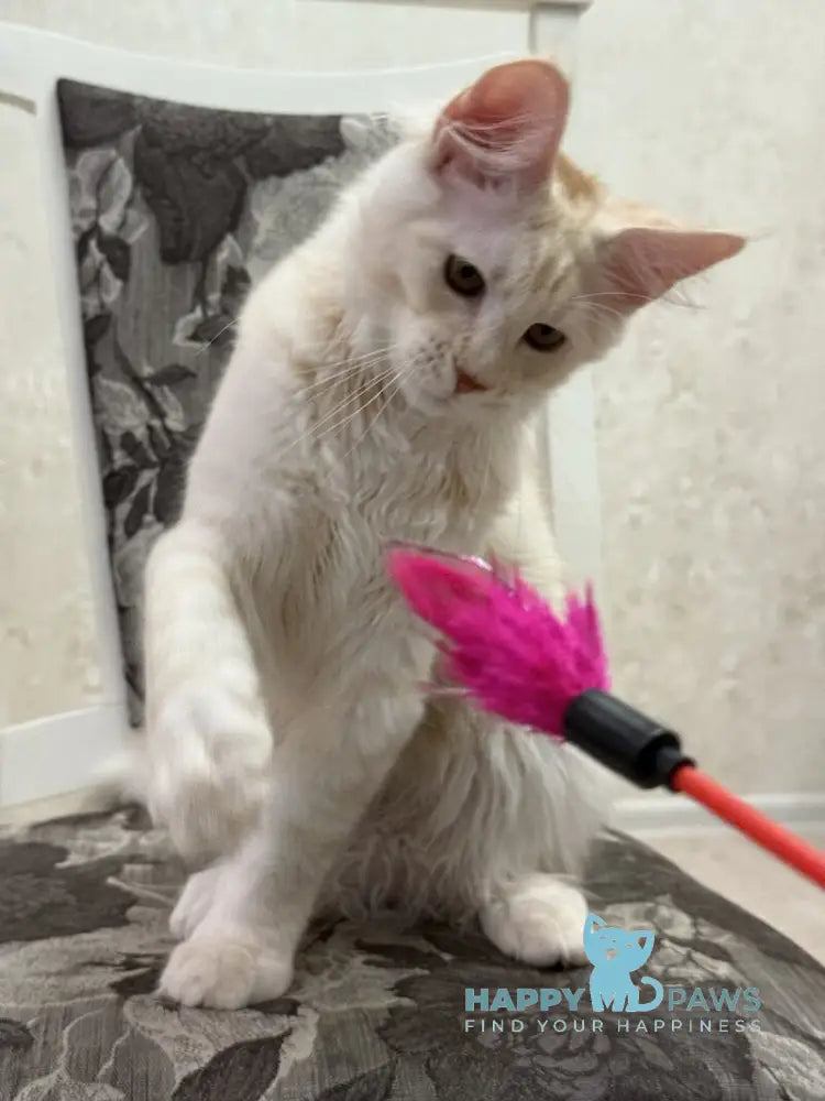 Ameron Maine Coon male red silver live animals