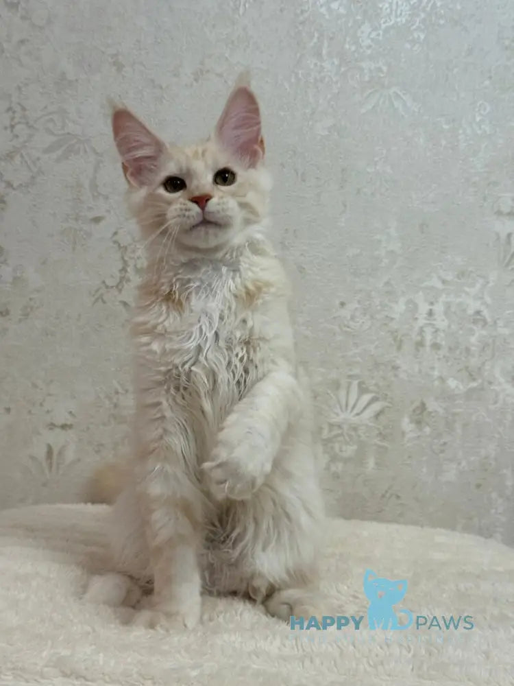 Ameron Maine Coon male red silver live animals