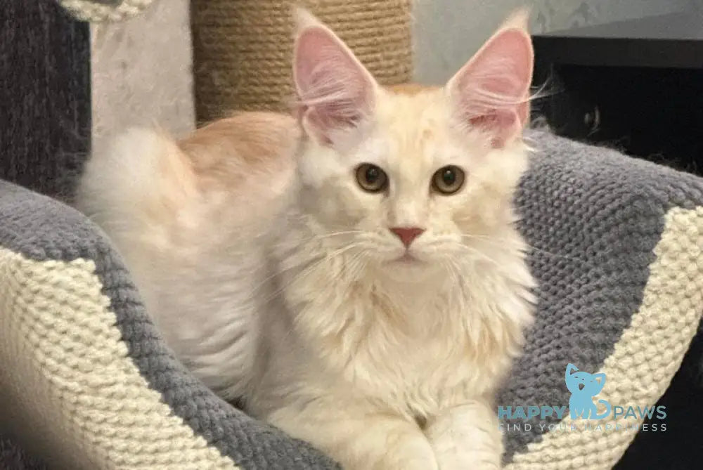 Ameron Maine Coon male red silver live animals