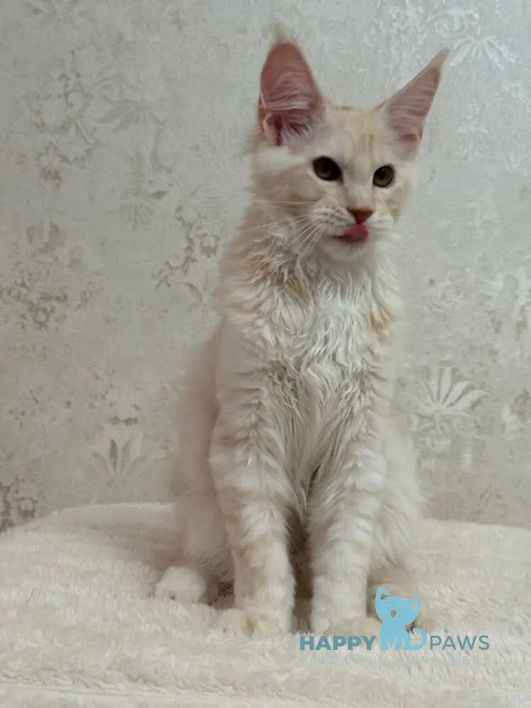 Ameron Maine Coon male red silver live animals