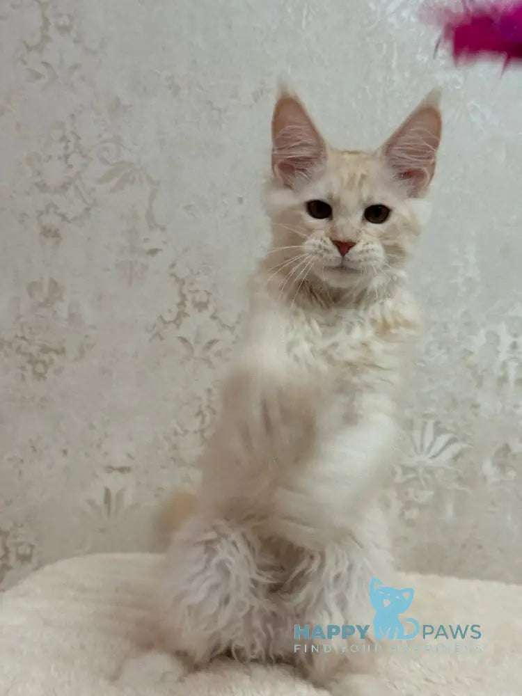 Ameron Maine Coon male red silver live animals