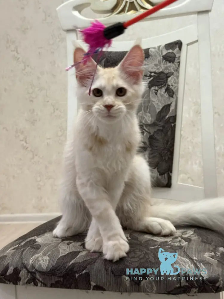 Ameron Maine Coon male red silver live animals