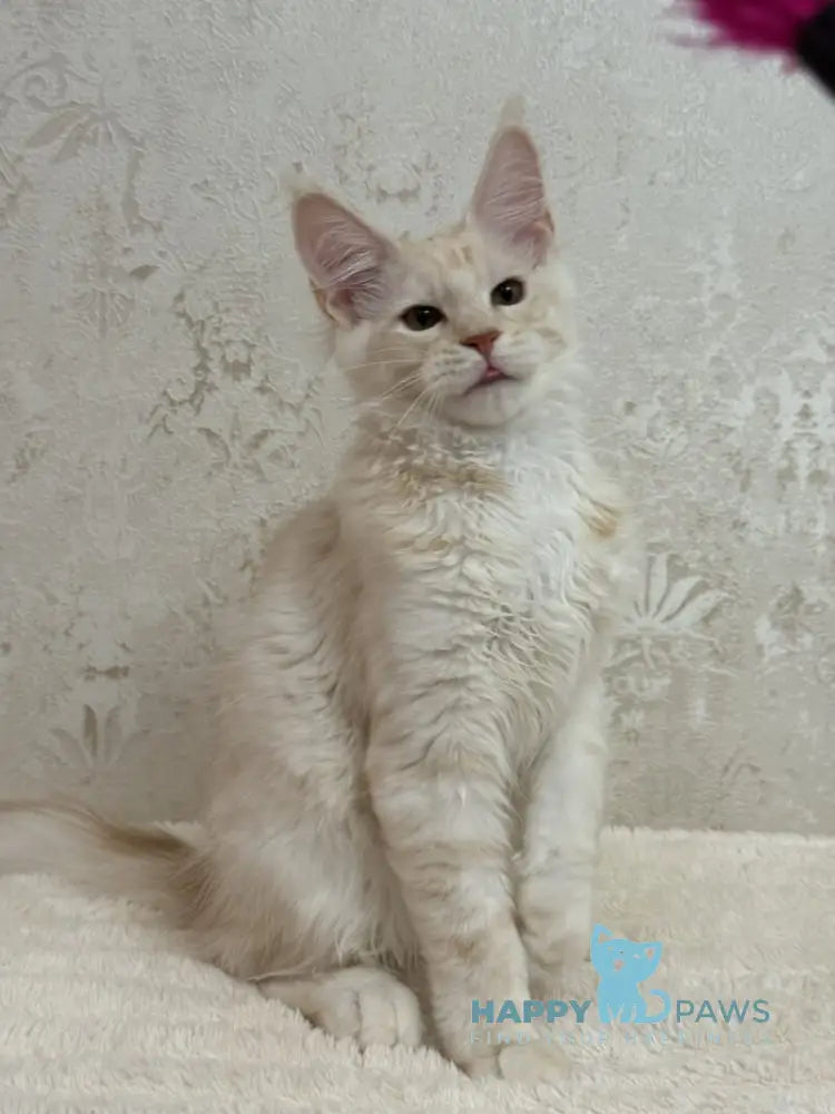 Ameron Maine Coon male red silver live animals