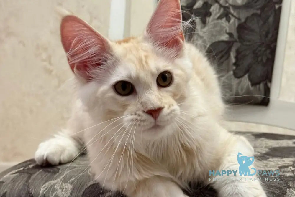 Ameron Maine Coon male red silver live animals