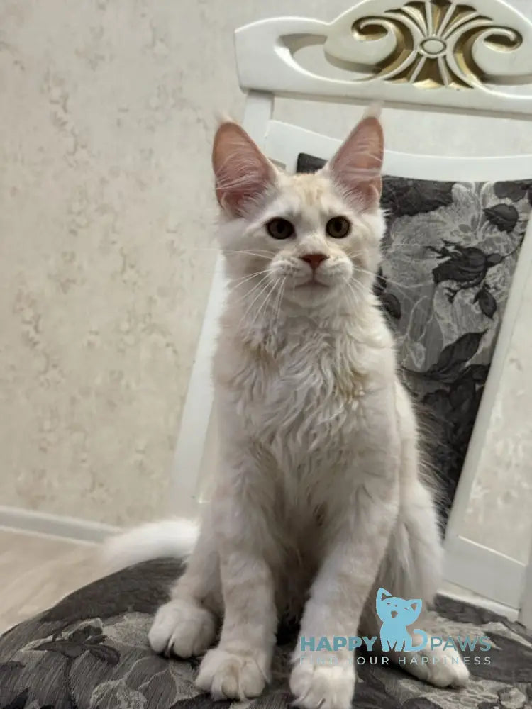 Ameron Maine Coon male red silver live animals