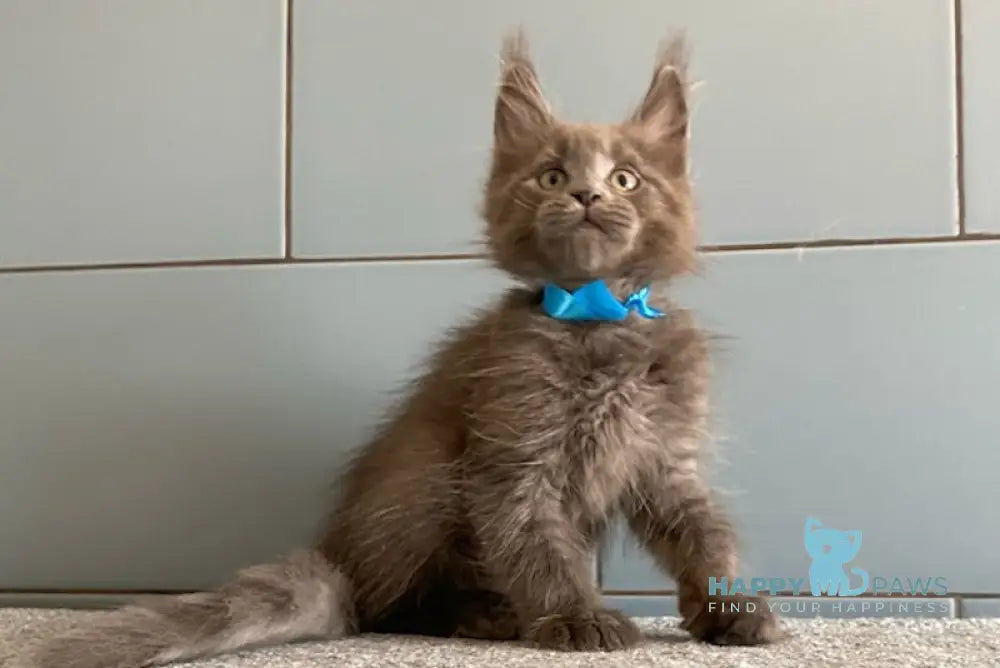Amethyst Maine Coon male blue live animals