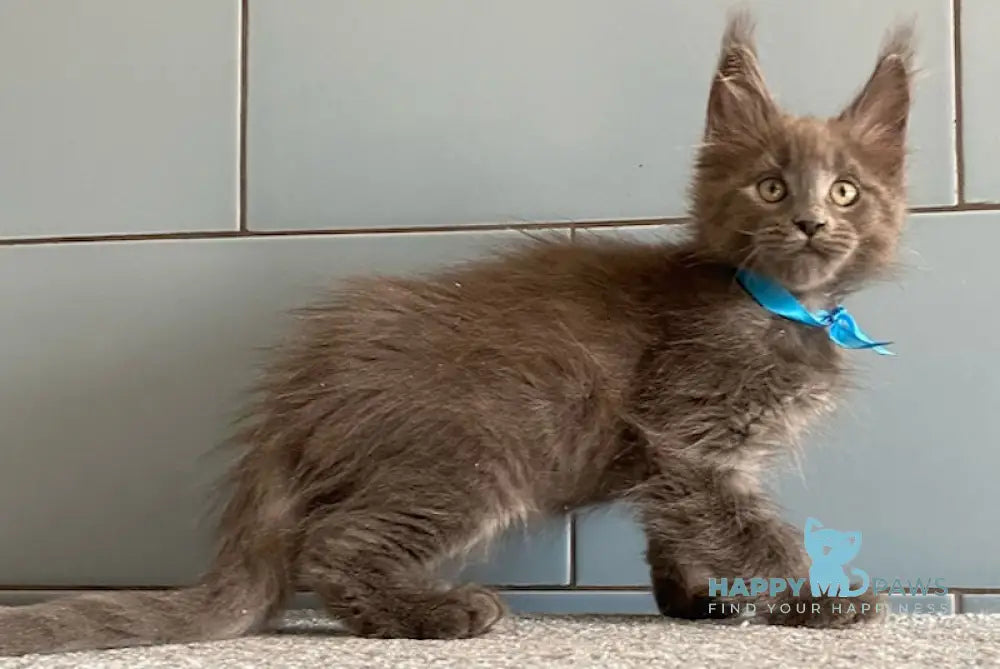 Amethyst Maine Coon male blue live animals