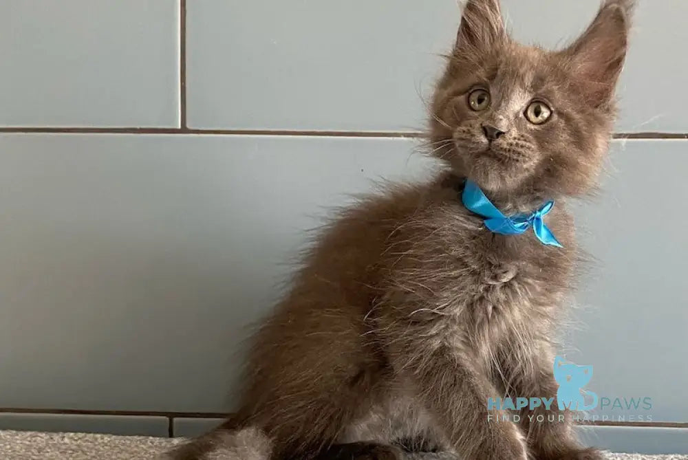 Amethyst Maine Coon male blue live animals
