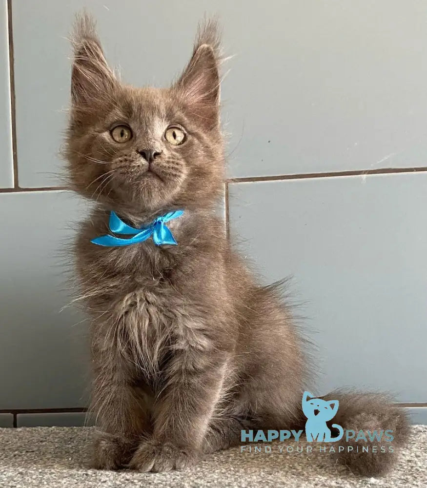 Amethyst Maine Coon male blue live animals