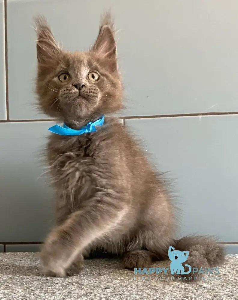 Amethyst Maine Coon male blue live animals
