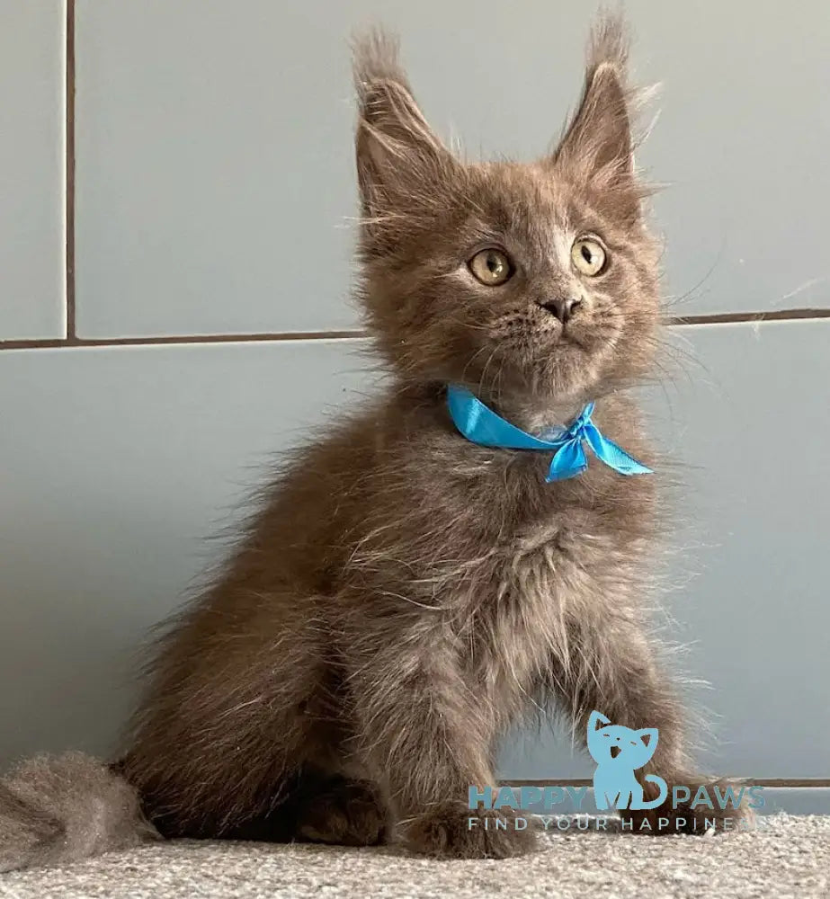 Amethyst Maine Coon male blue live animals