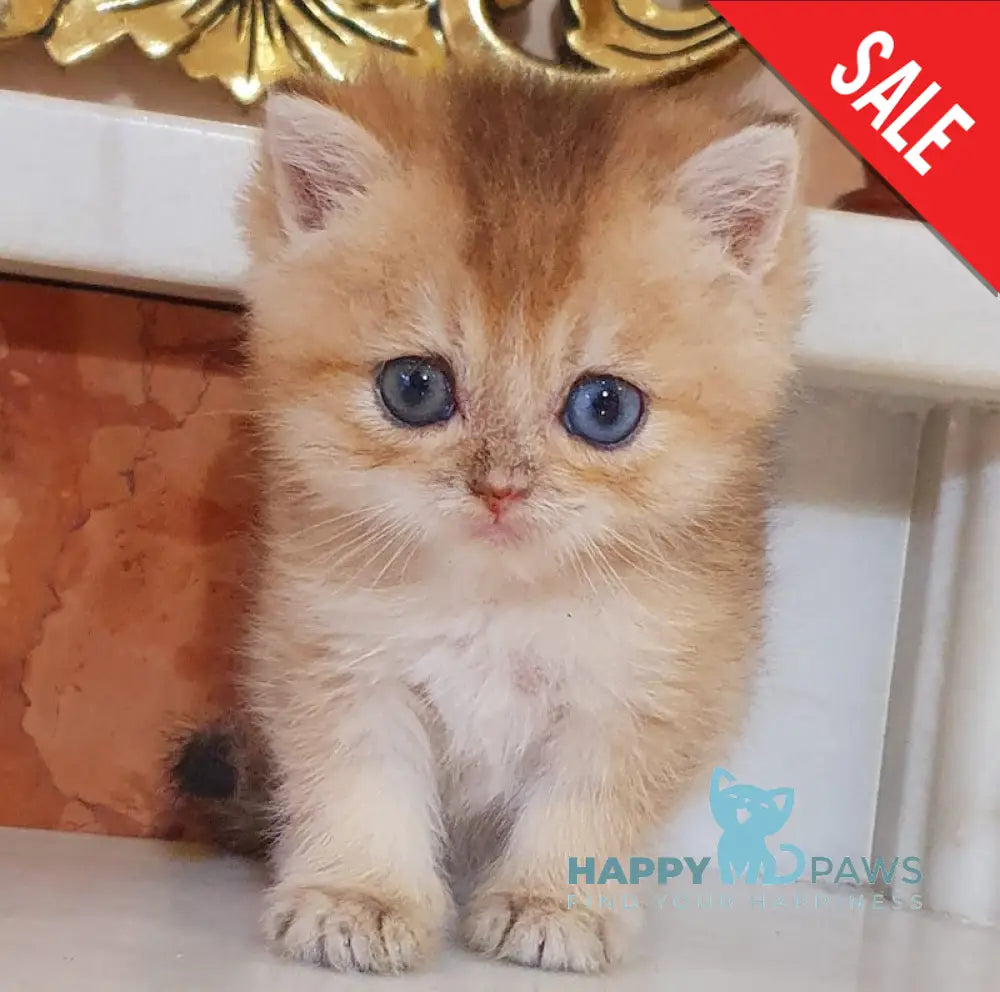 Ametist British Shorthair male black golden shaded live animals