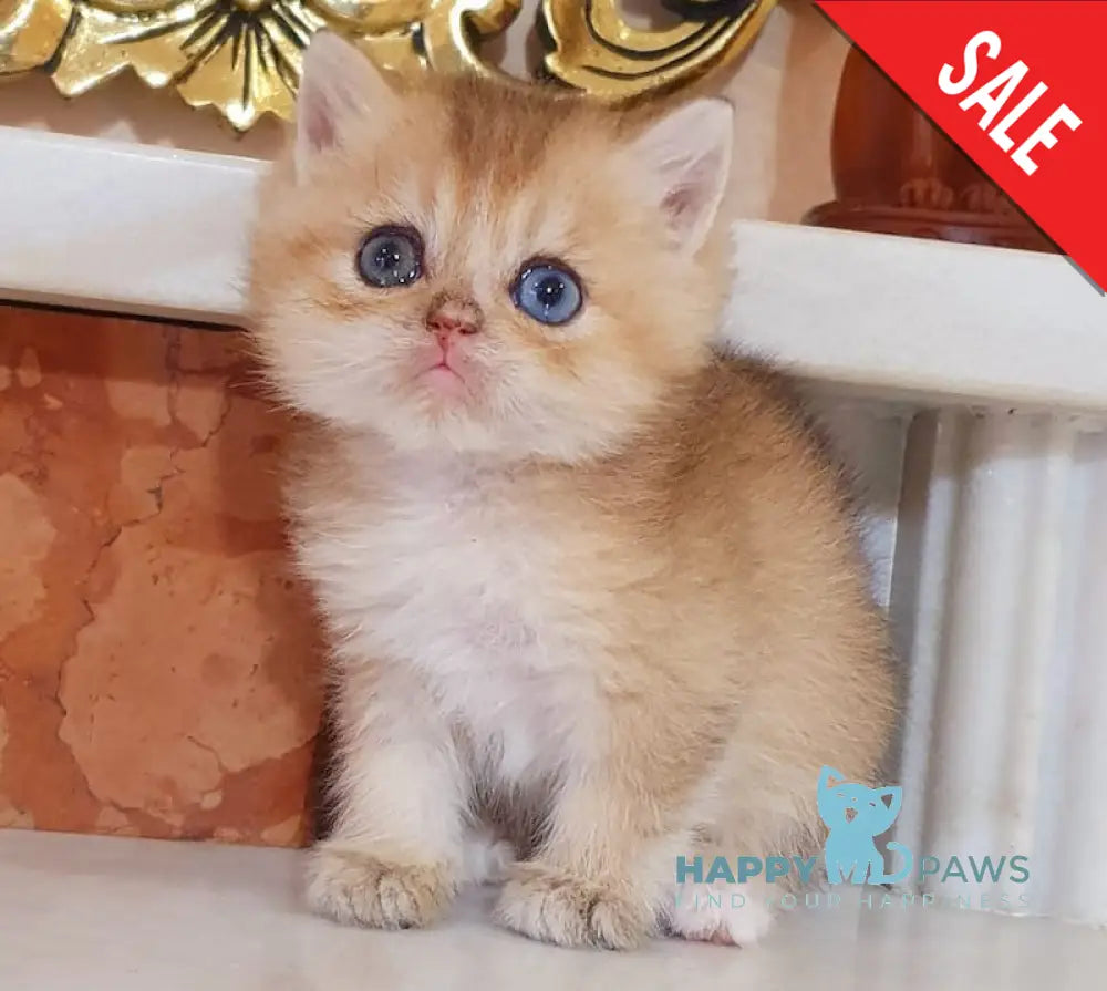 Ametist British Shorthair male black golden shaded live animals