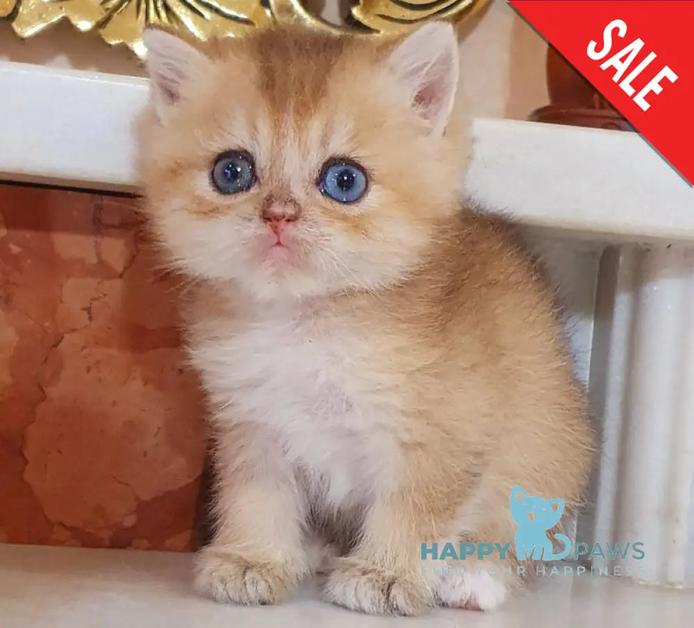 Ametist British Shorthair male black golden shaded live animals