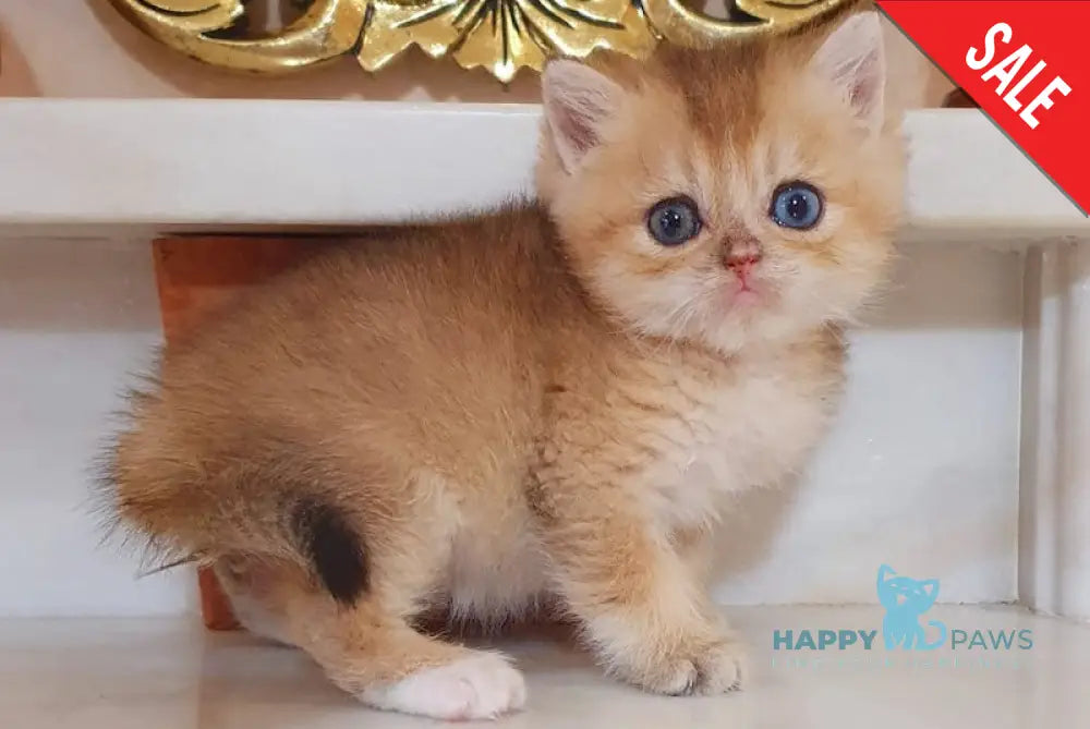 Ametist British Shorthair male black golden shaded live animals