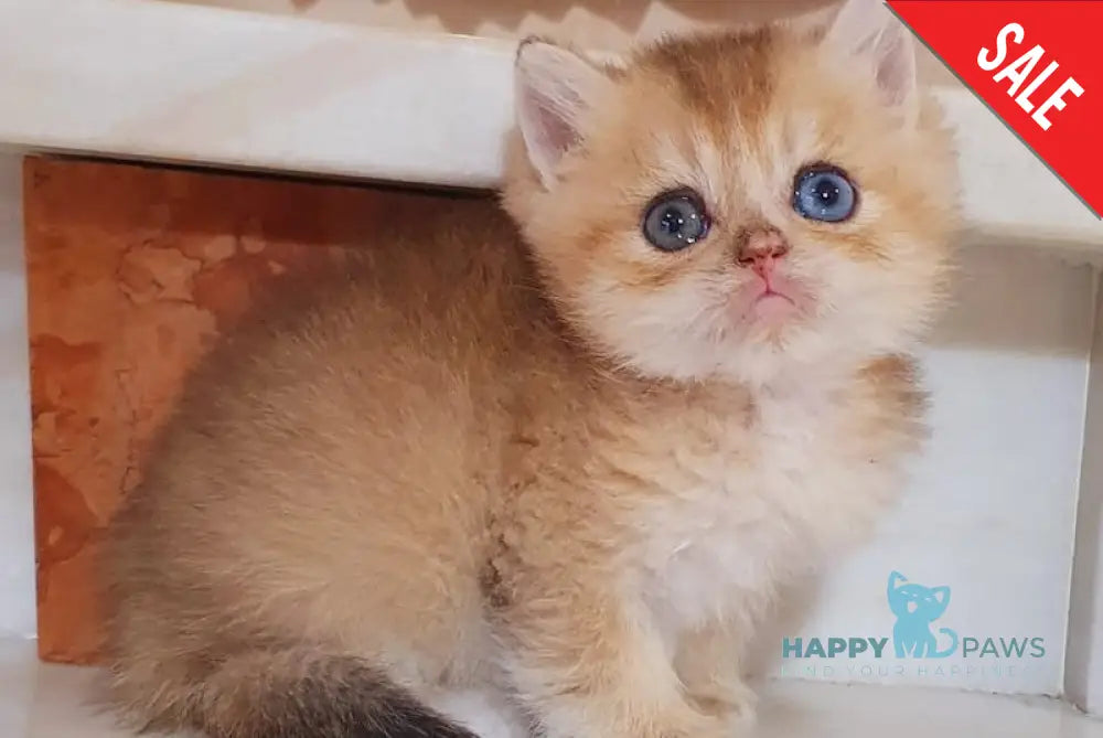 Ametist British Shorthair male black golden shaded live animals
