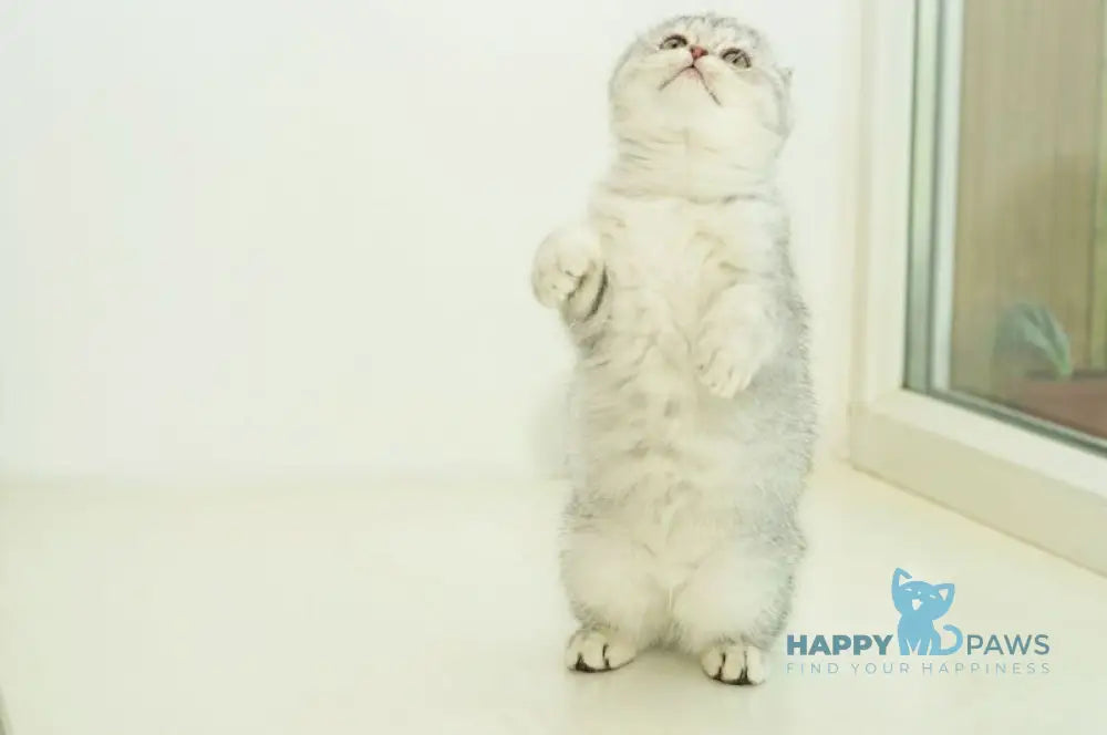 Ametta Scottish Fold female blue silver shaded live animals