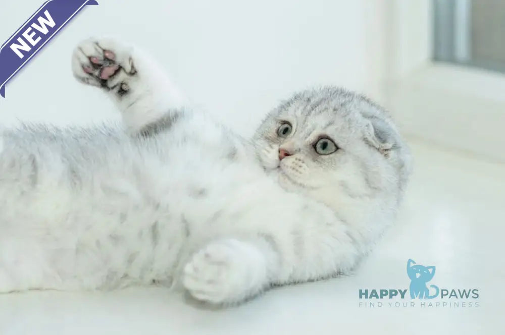 Ametta Scottish Fold female blue silver shaded live animals