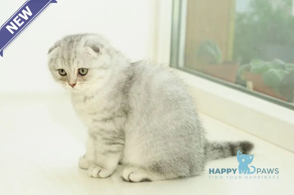 Ametta Scottish Fold female blue silver shaded live animals