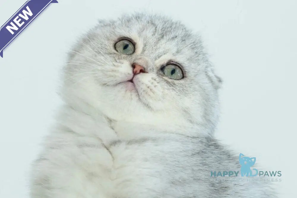 Ametta Scottish Fold female blue silver shaded live animals