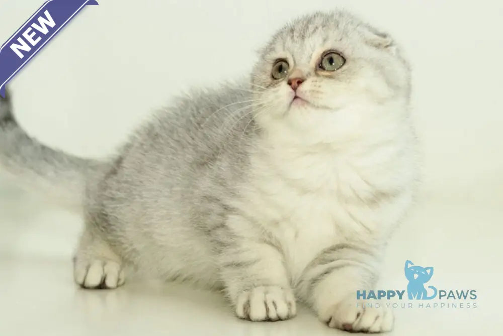 Ametta Scottish Fold female blue silver shaded live animals