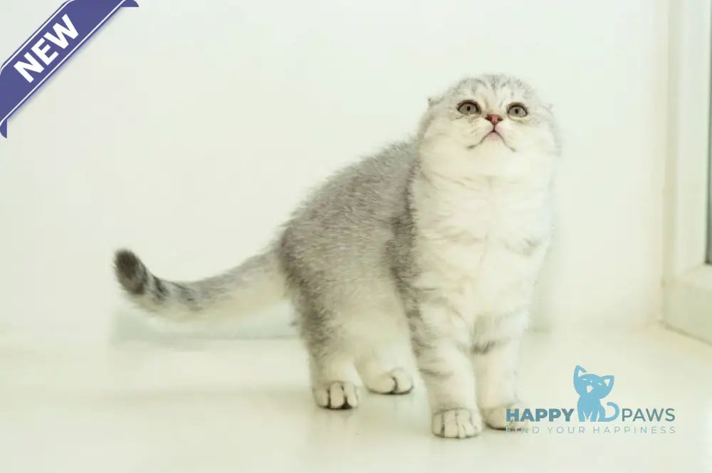 Ametta Scottish Fold female blue silver shaded live animals