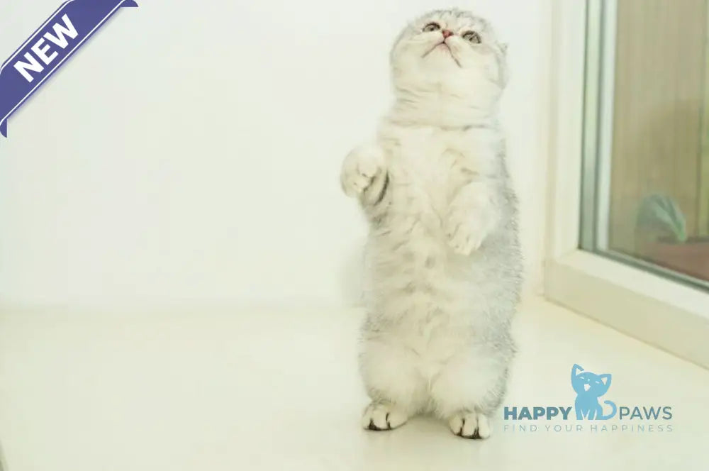 Ametta Scottish Fold female blue silver shaded live animals