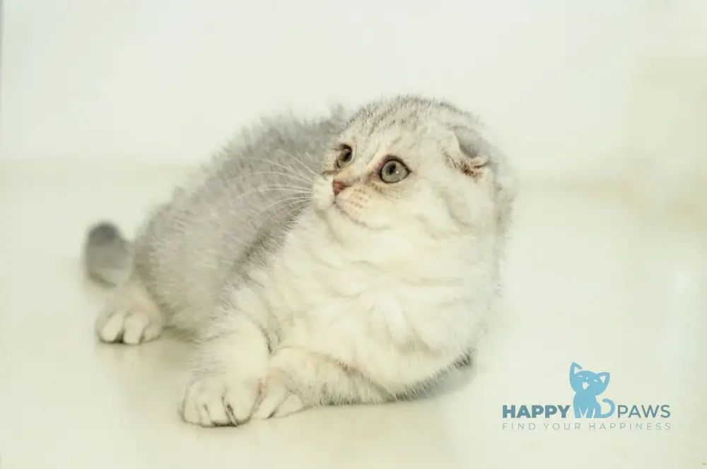 Ametta Scottish Fold female blue silver shaded live animals