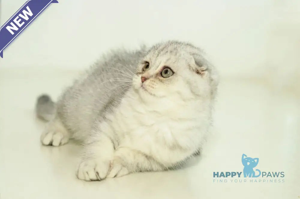 Ametta Scottish Fold female blue silver shaded live animals