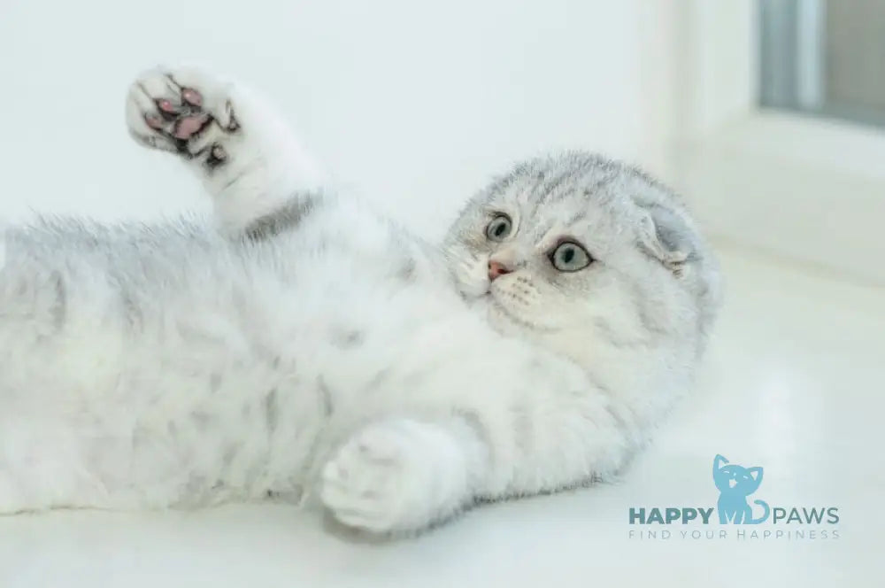Ametta Scottish Fold female blue silver shaded live animals