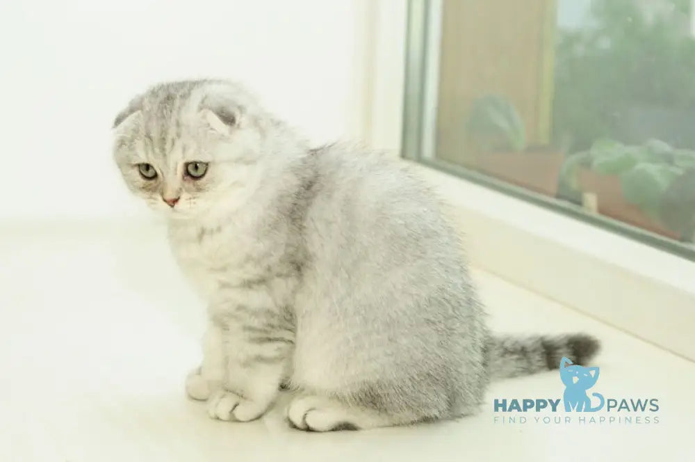 Ametta Scottish Fold female blue silver shaded live animals