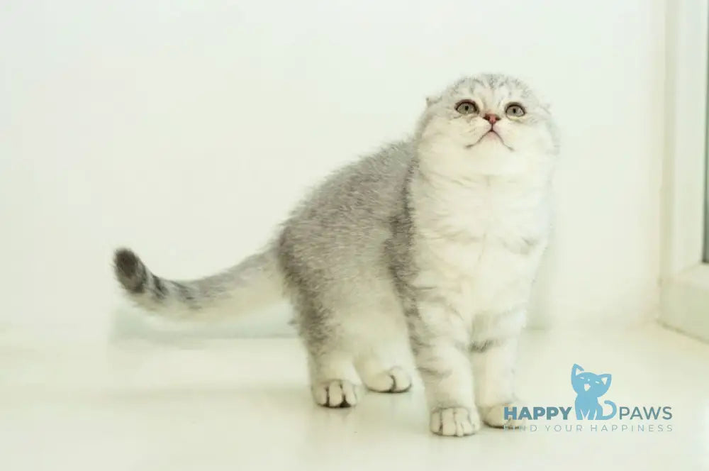 Ametta Scottish Fold female blue silver shaded live animals