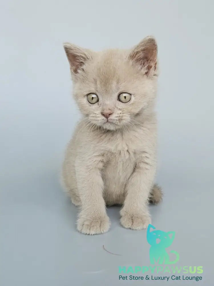 Ami British Shorthair female fawn - live animals