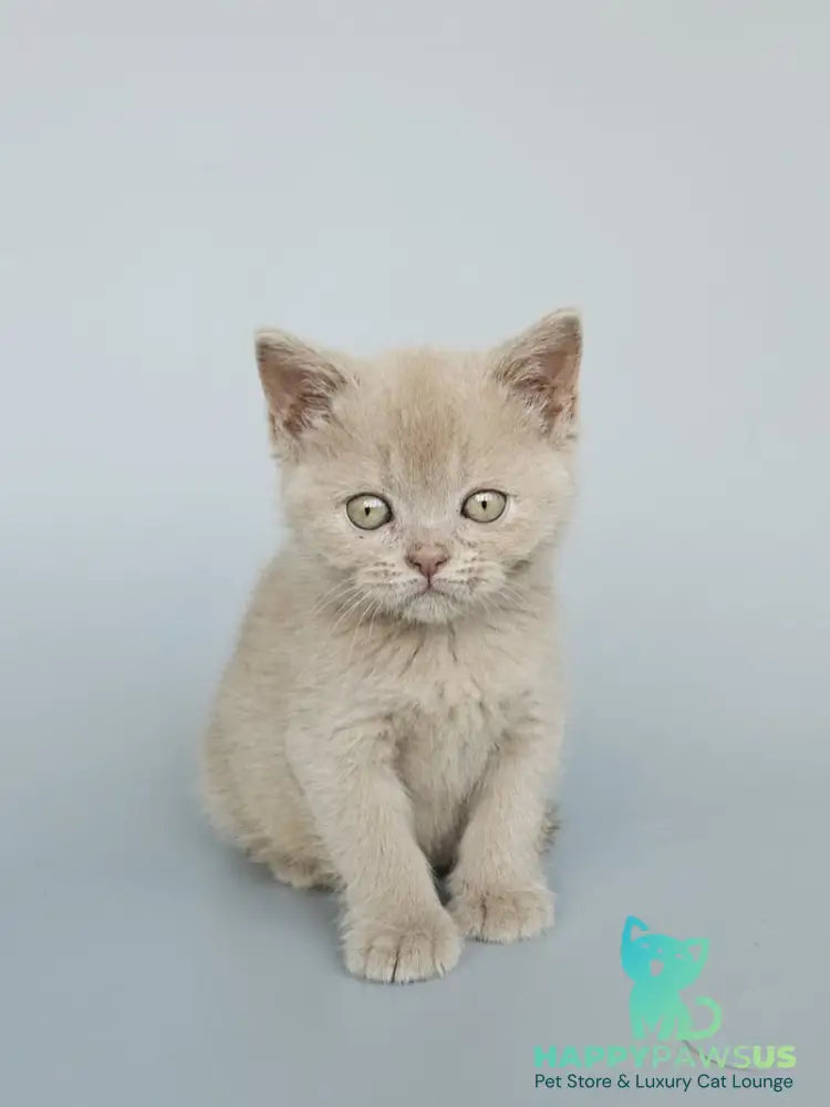 Ami British Shorthair female fawn - live animals