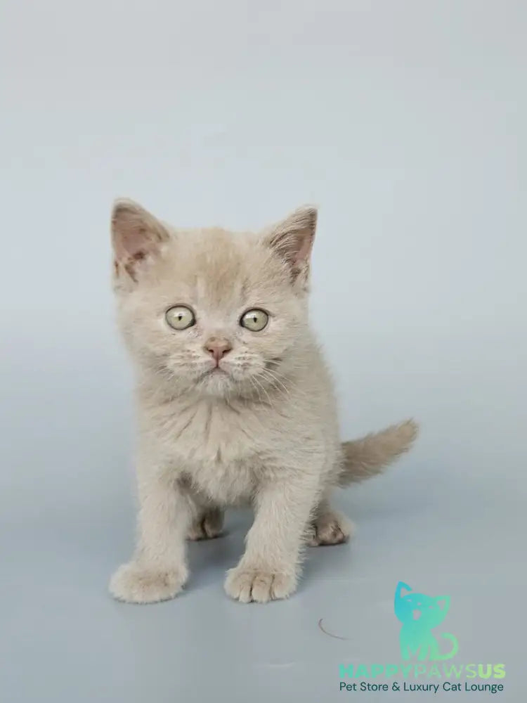 Ami British Shorthair female fawn - live animals