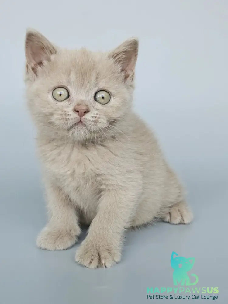 Ami British Shorthair female fawn - live animals