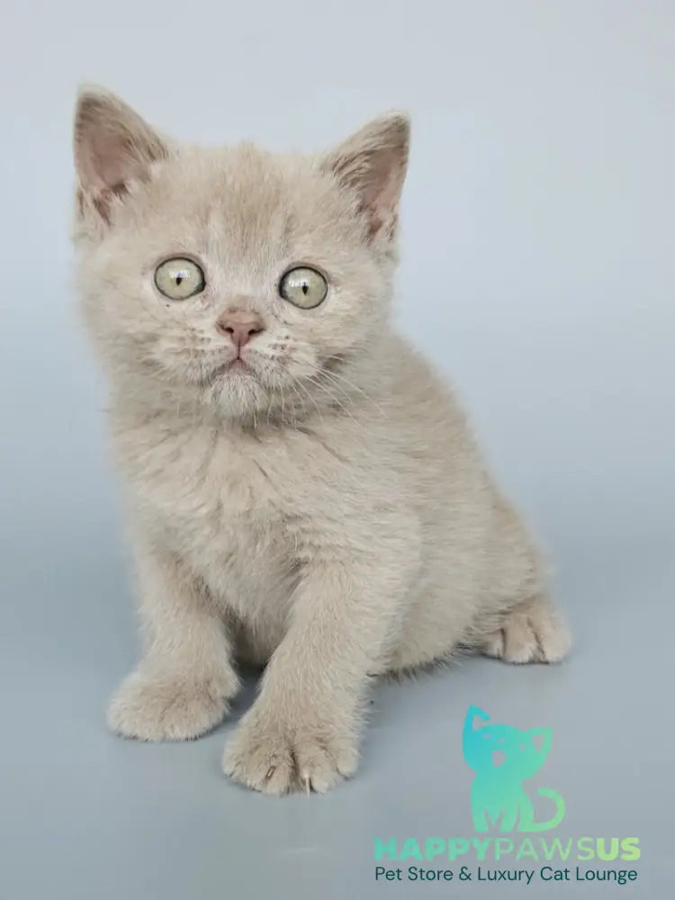 Ami British Shorthair female fawn - live animals