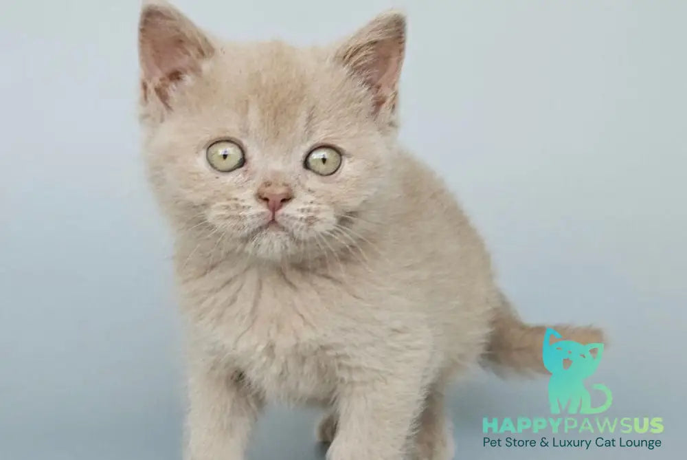 Ami British Shorthair female fawn - live animals