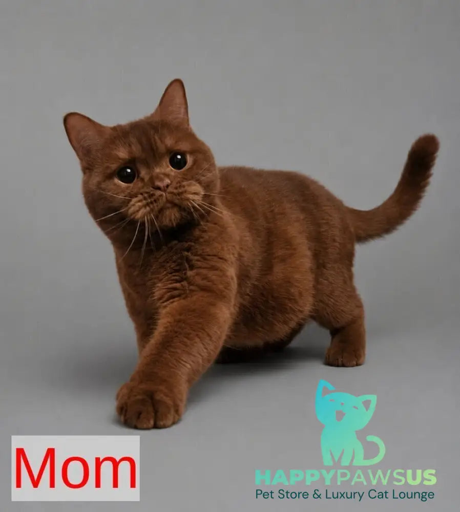 Ami British Shorthair female fawn - live animals