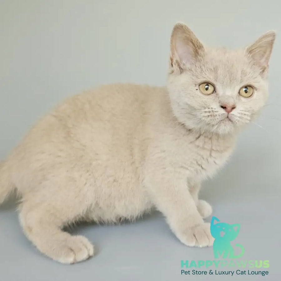 Ami British Shorthair female fawn - live animals