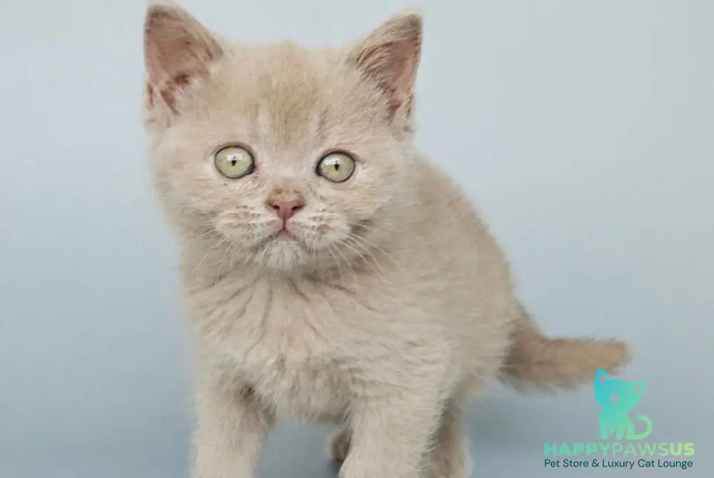 Ami British Shorthair female fawn - live animals