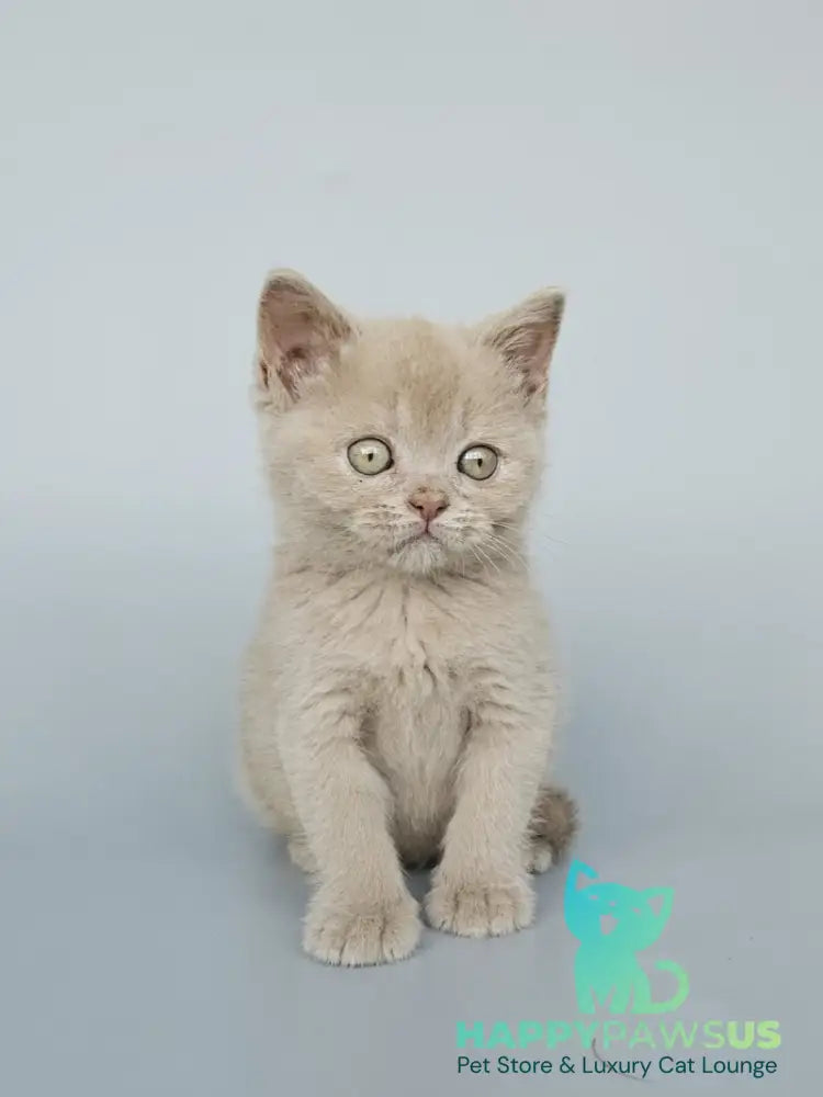 Ami British Shorthair female fawn - live animals