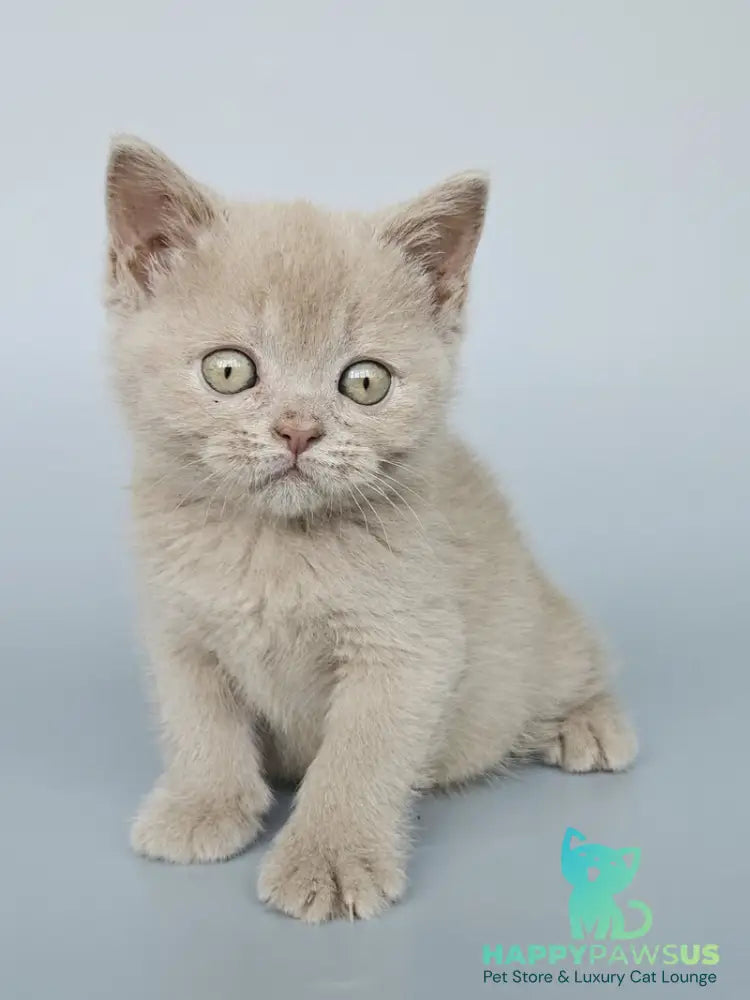 Ami British Shorthair female fawn - live animals