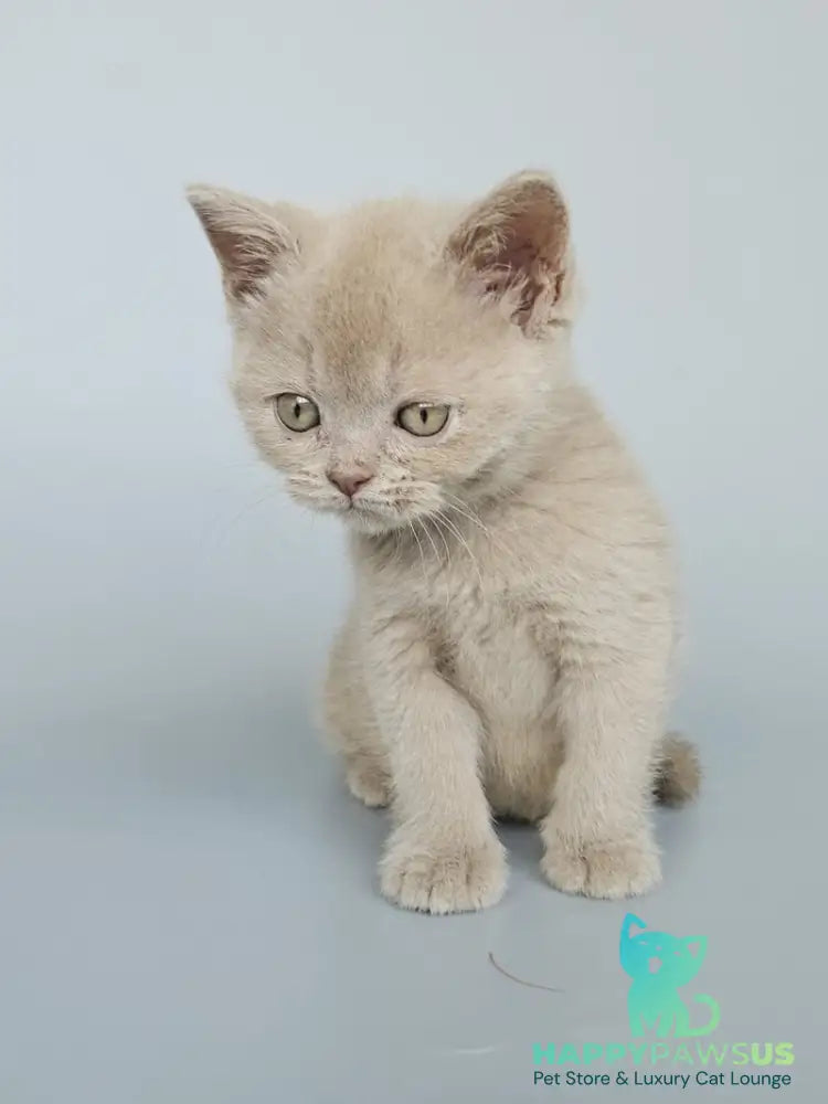 Ami British Shorthair female fawn - live animals