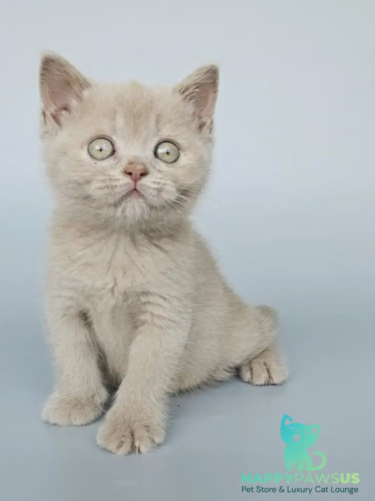 Ami British Shorthair female fawn - live animals