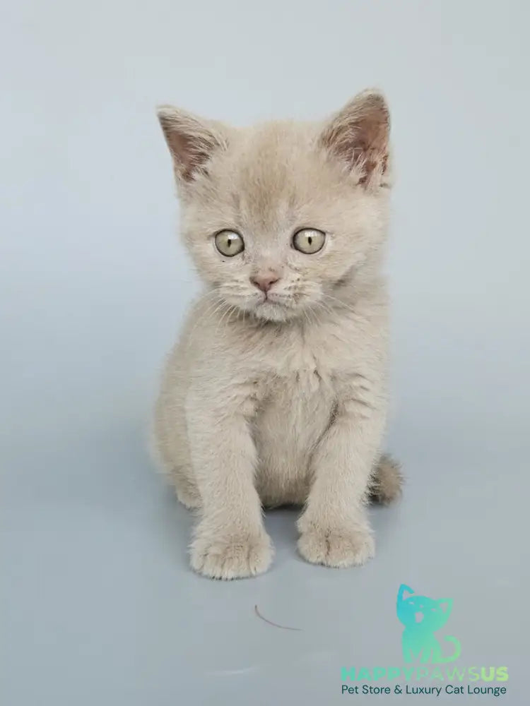 Ami British Shorthair female fawn - live animals