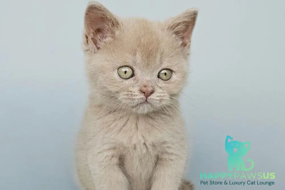 Ami British Shorthair female fawn - live animals