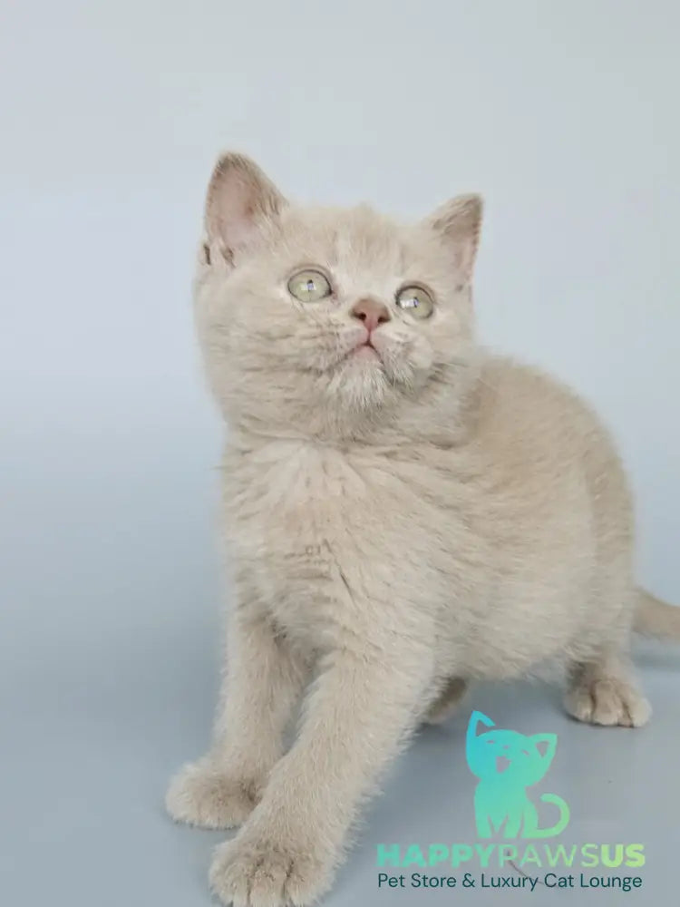 Ami British Shorthair female fawn - live animals