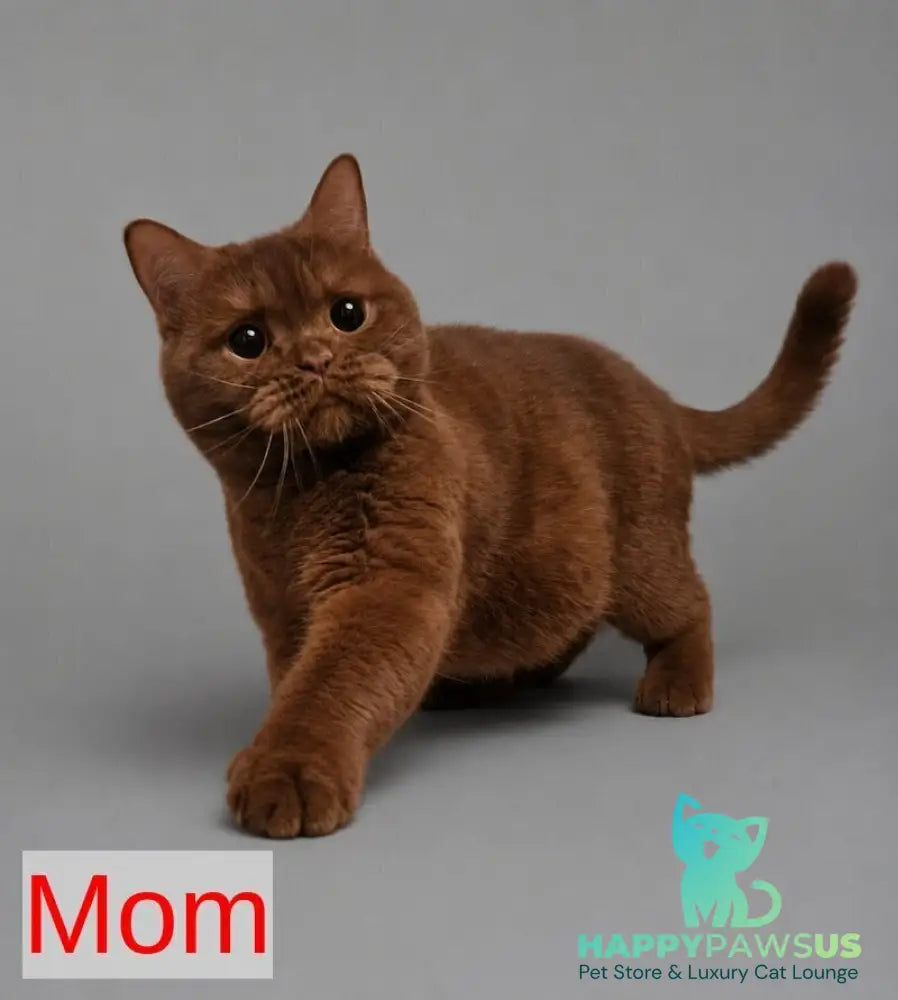 Ami British Shorthair female fawn - live animals